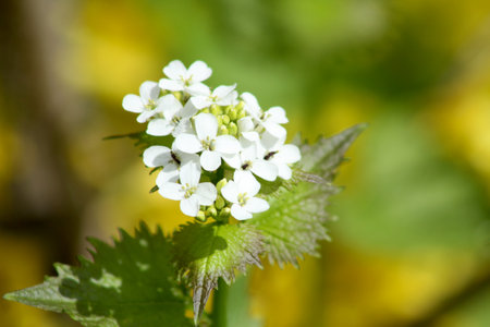 Garlic mustard in bloom close-upの写真素材