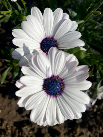 White cape marguerite in bloom close-up view of it