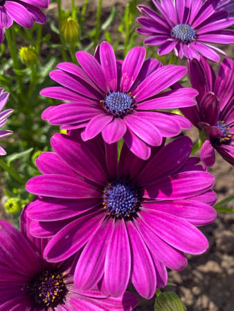Magenta cape marguerite in bloom close-up view of itの写真素材