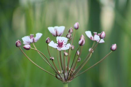 Flowering rush in bloom close-up view with green background