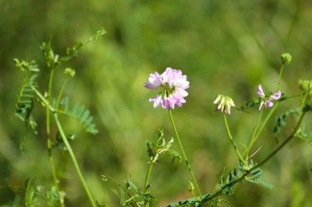 Common crownvetch in bloom close-up view with green background