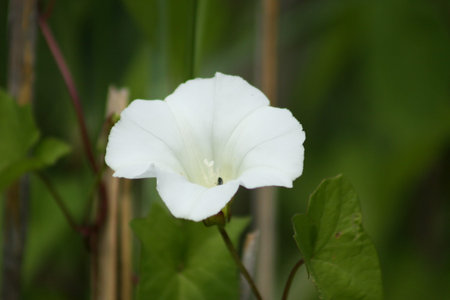 Hedge bindweed in bloom close-up view with green background