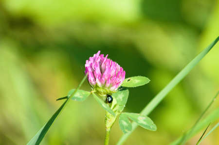 Red clover in bloom with small bug close-up view with green selective focus in backgroundの写真素材