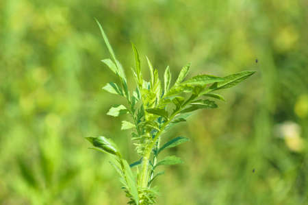 African marigold green leaves close-up view with selective focusの写真素材