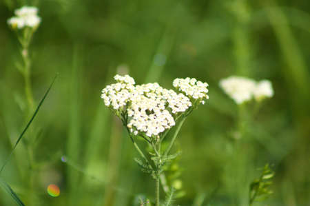 Common yarrow in bloom close-up view with green selective focus in backgroundの写真素材