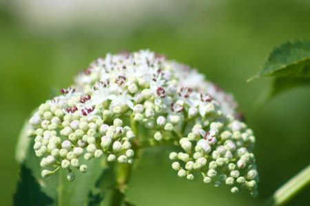 Dwarf elder in bloom close-up view with selective focus