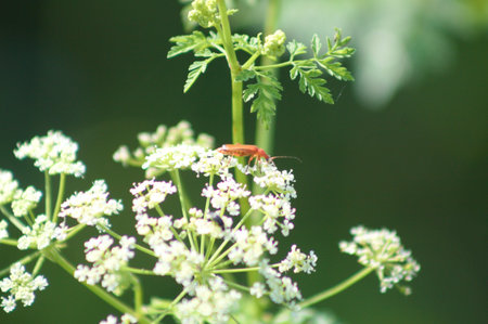 Spotted water hemlock in bloom close-up with a bug