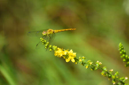 Dragonfly on common agrimony in bloom close-up viewの写真素材