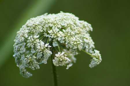 Wild carrot inflorescence close-up with green blurred background view