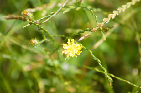 Smooth hawksbeard in bloom close-up view with selective focus