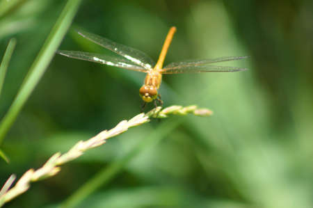 Dragonfly on a plant close-up view with green blurred backgroundの写真素材