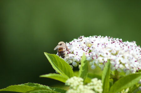 Bee on dwarf elder in bloom close-up view with green blurry backgroundの写真素材