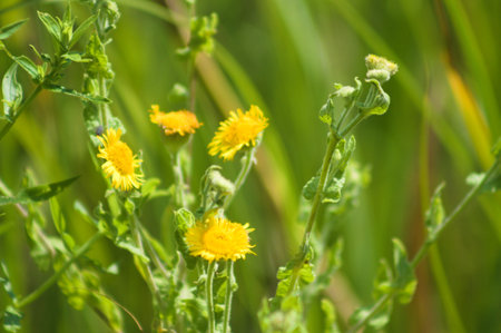 Common fleabane in bloom close-up with selective focus on foreground