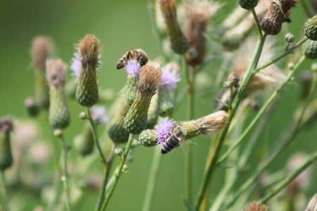 Bee on creeping thistle in bloom close-up view with blurred background