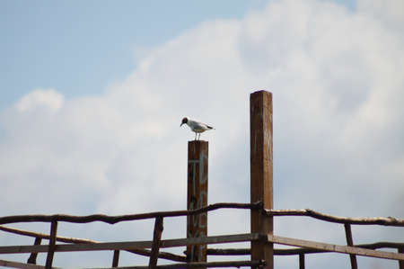 Black headed gull staying on wooden pole with blue sky behind ofの写真素材