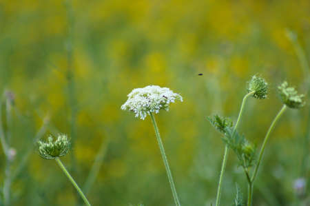 Wild carrot inflorescence close-up view with green gold blurry backgroundの写真素材
