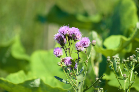 Creeping thistle flowers in bloom close-up view with selective focus in foreground