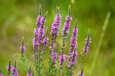 Purple loosestrife in bloom close-up view with blurry background