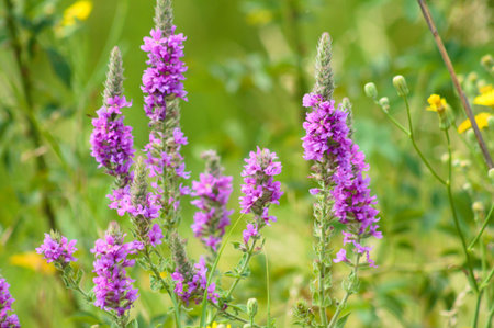 Purple loosestrife flowers close-up view with green blurry backgroundの写真素材