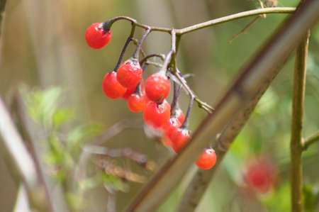red Bittersweet fruits close-up view with selective focus on foregroundの写真素材