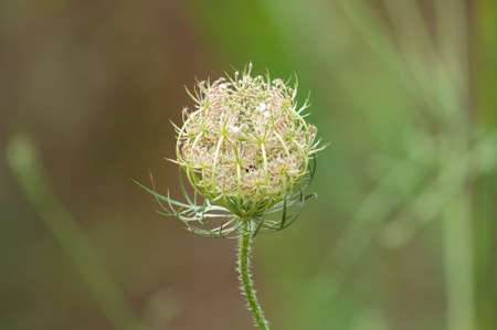 Amazing wild carrot ready to bloom close-up view with blurry backgroundの写真素材