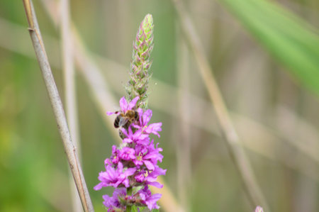 Purple loosestrife in bloom close-up view with blurred plants in background
