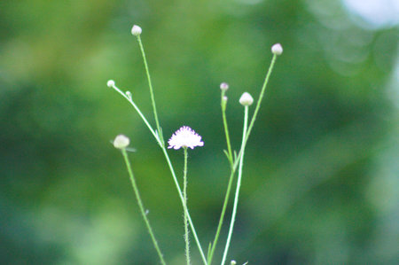 Prairie fleabane in bloom close-up view with green blurred plants behind