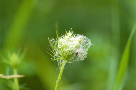 Wild carrot ready to bloom close-up view with green blurred plants on background