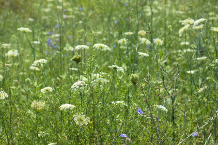 In bloom wild carrot field with selective focus on the foreground