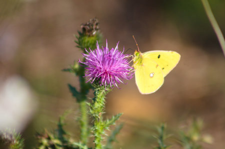 Yellow butterfly on spiny plumeless thistle flower close-up view with blurred backgroundの写真素材