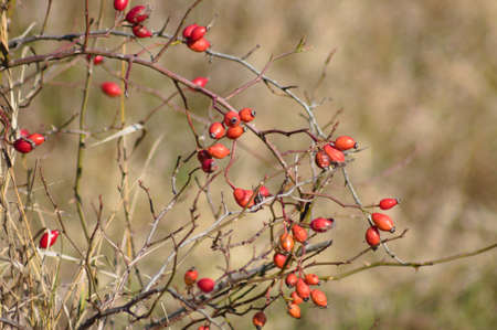 Dog rose red seeds close-up view with blurred backgroundの写真素材