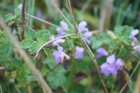 Black horehound in bloom close-up view with blurred backgroundの写真素材