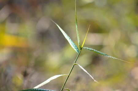 Reed canary grass close-up view with blurred background