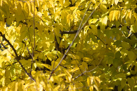 Autumnal yellow common hackberry leaves close-up view with selective focus on foreground