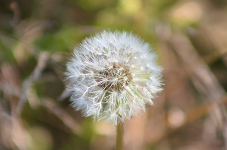 Common dandelion blow ball close-up view with selective focus on foreground