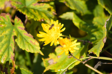 Bee on mouse-ear hawkweed flower in bloom close-up view with blurred background