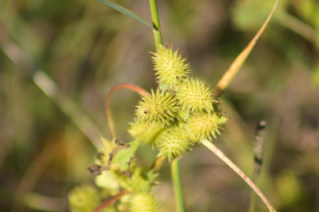Common cocklebur seeds close-up view with blurred background