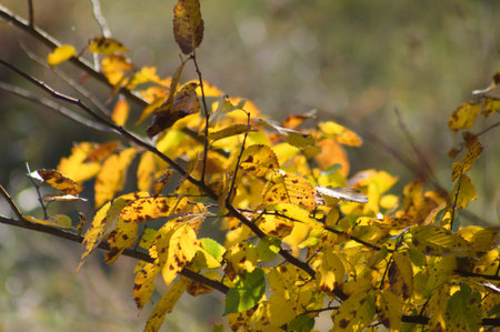 Autumnal yellow american elm leaves close-up view with blurred background