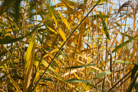 Autumnal yellow common reed leaves close-up view with selective focus on foregroundの写真素材