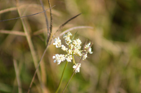 Wild carrot inflorescence close-up view with blurred background