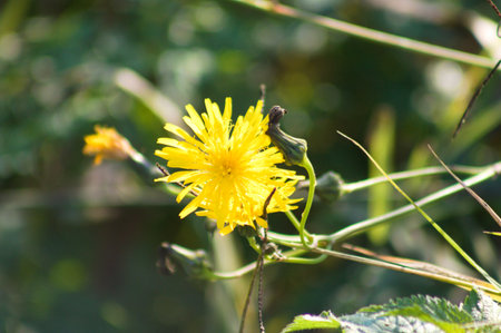 Perennial sowthistle in bloom close-up view with blurred background