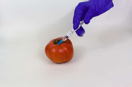 Gloved hand injecting tomato close-up view isolated on whiteの写真素材