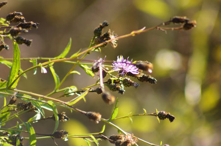 Spotted knapweed close-up view with selective focus on foreground