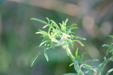 Cuman ragweed close-up view with selective focus on foregroundの写真素材