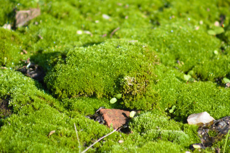 Green moss macro close-up view with selective focus on foreground
