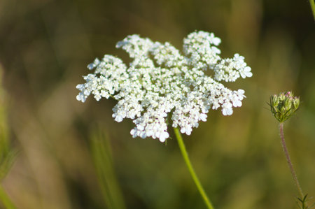Wild carrot in bloom close-up view with blurred backgroundの写真素材