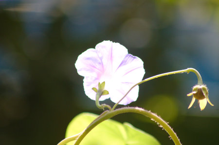 White morning glory in bloom close-up view with blurred background