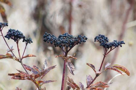 Multiple elder fruits close-up view with blurred backgroundの写真素材