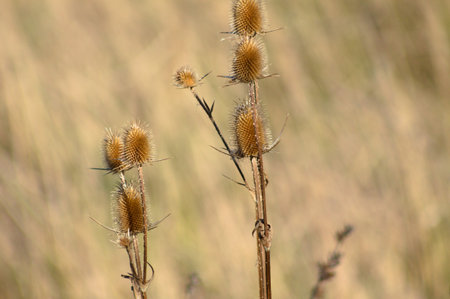 Cutleaf teasel seeds close-up view with selective focus on foreground