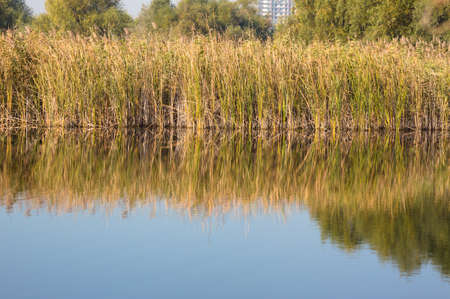Reed reflecting on lake landscape view of itの写真素材